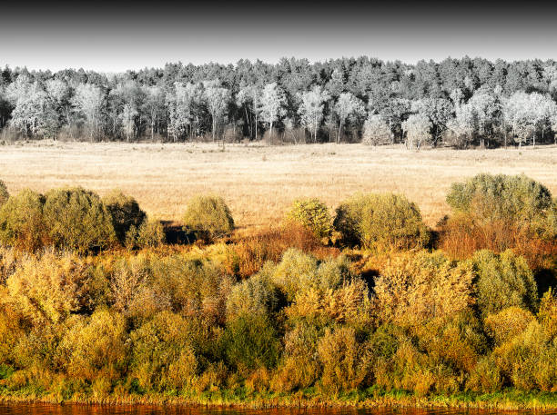 istock Winter is coming forest landscape background 1358772270