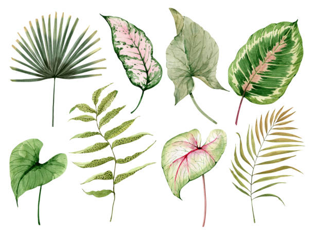 stockillustraties, clipart, cartoons en iconen met watercolor set of green plants and leaves, hand painted - watercolour jungle