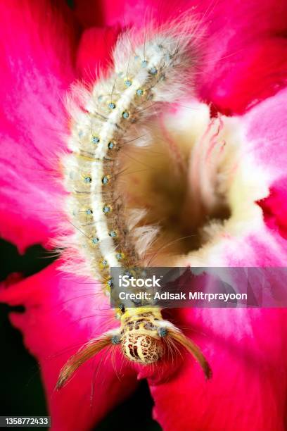 Caterpillar On Red Impala Lily Flower Stock Photo - Download Image Now