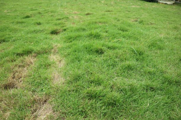istock fresh green grass in a park 1358772544