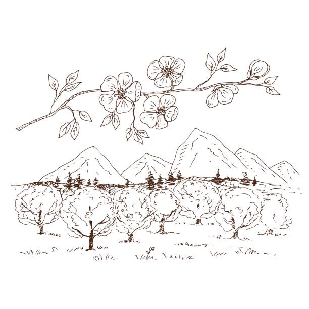 mountain landscape with blossoming apple, plum, cherry trees. vector illustration, sketch. - apricot blossom 幅插畫檔、美工圖案、卡通及圖標