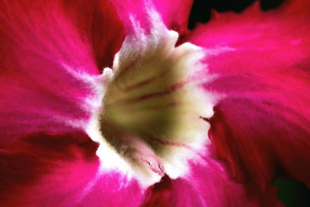Closed up Red Impala Lily flower - Adenium Obesum. stock photo