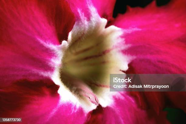 Closed Up Red Impala Lily Flower Adenium Obesum Stock Photo - Download Image Now - Adenium Obesum, Adenium, Beauty In Nature