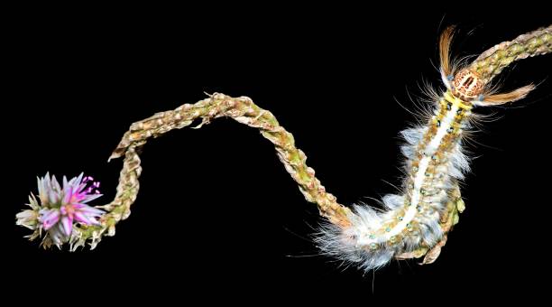istock Caterpillar crawling on curved flower - black background. 1358774350