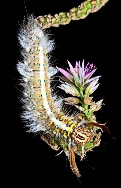 istock Caterpillar crawling on curved flower - black background. 1358774504