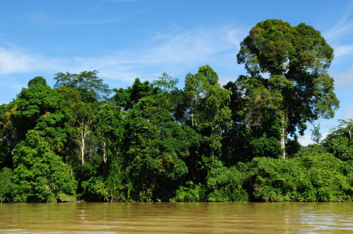 Scenic view of wild tropical jungle on the Kayan river, East Kalimantan, Indonesia Borneo.