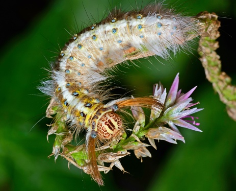 Caterpillar crawling on curved flower.