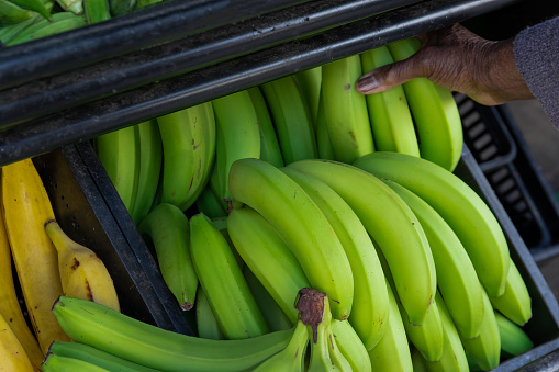 Close up of hand of African ethnicity selecting green bananas, musa x paradisiaca, on a farmers market stall