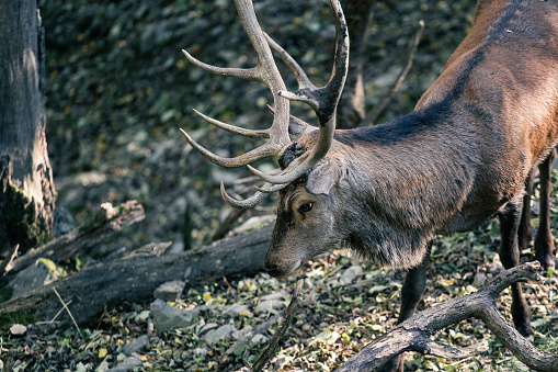 Brown young noble deer male with horns on a wildlife reserve forest