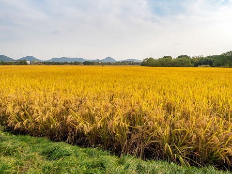Rice to be harvested in Hangzhou, China