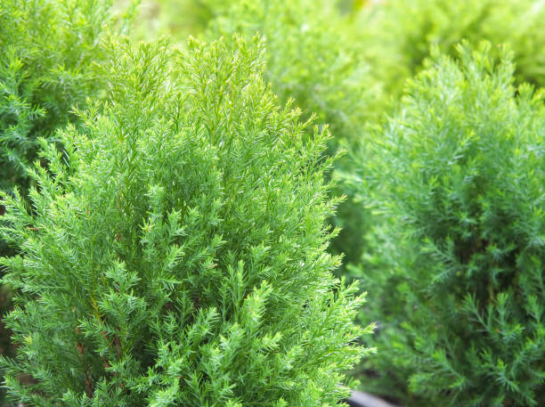 istock Cypress branch, Sprigs of cypress. 1358778191