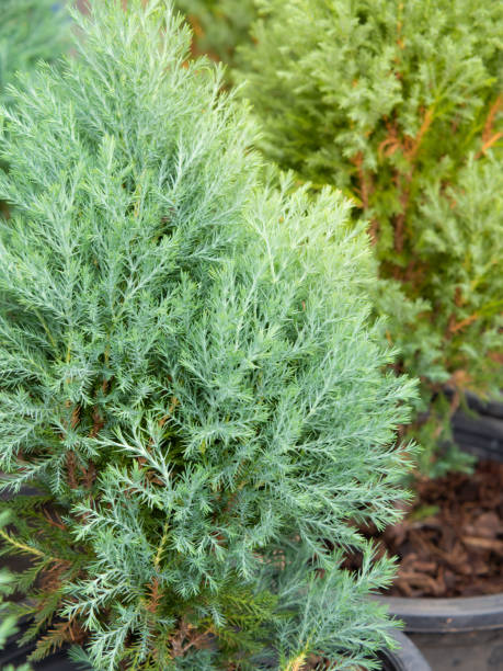 istock Cypress branch, Sprigs of cypress. 1358778195