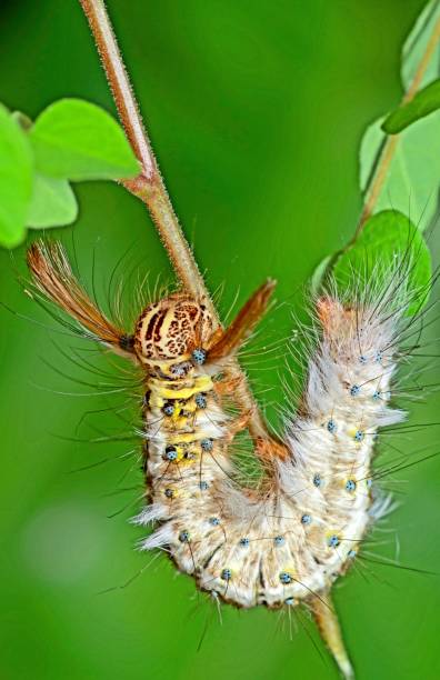 istock Caterpillar crawling U shape on branch - animal behavior. 1358778259