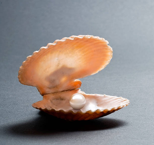 pearls in oyster shell stock photo