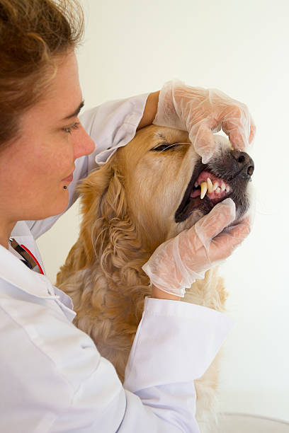 istock Dog with your veterinarian 135877888