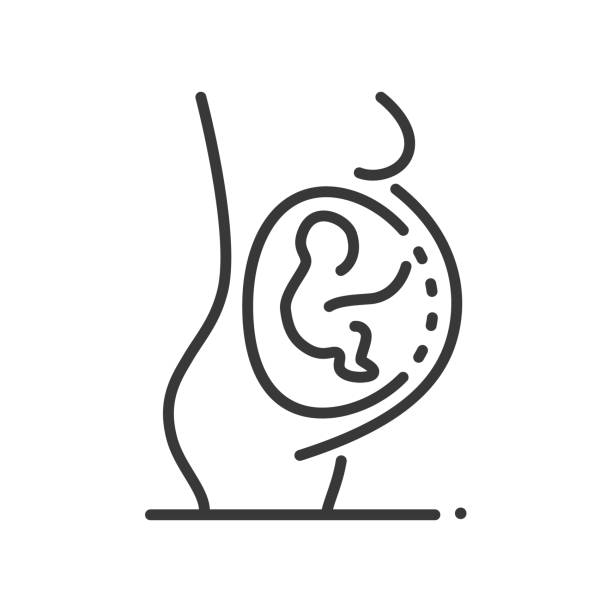 Pregnancy - vector line design single isolated icon Pregnancy - vector line design single isolated icon on white background. High quality black pictogram. Sagittal section showing a pregnant woman with a fetus in the uterus. Child birth idea bear stomach stock illustrations