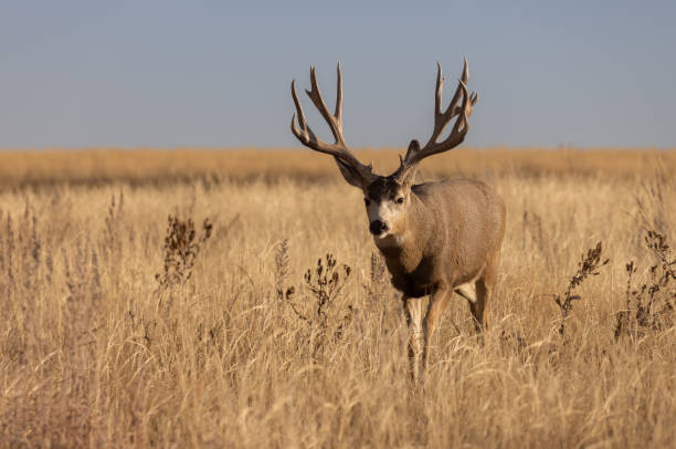 istock Mule Deer Buck in Colorado in Autumn 1358780249
