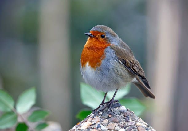istock Eurasian robin perched on the fence and the path 1358781479