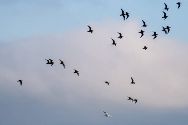 istock Flying birds against a cloudy sky 1358783450