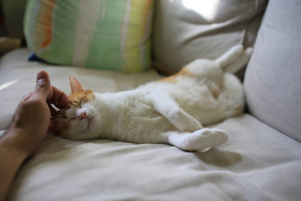 istock cat sleep and show its belly 1358783549