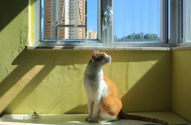 istock Ginger cat watch the window outside 1358783653