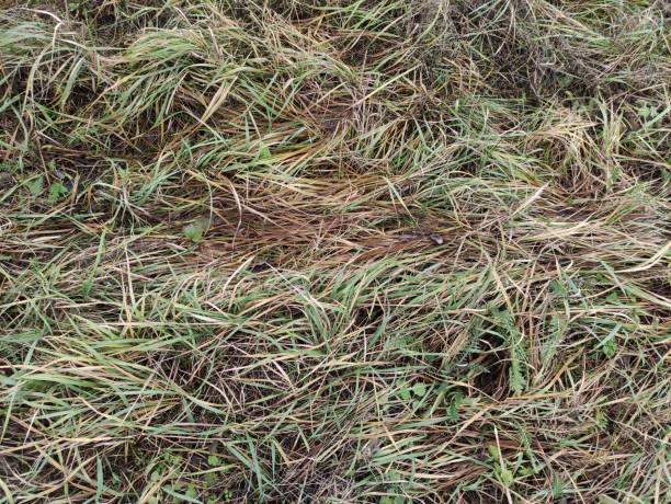 istock Dry and green winter grass background 1358783819