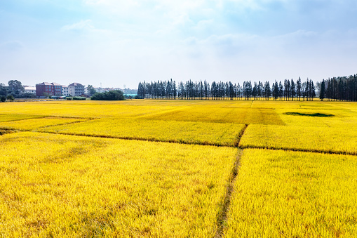 A large paddy field in Asia