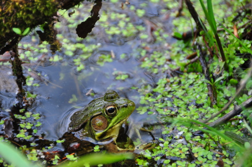 A cute Pond Frog in some water in the spring time.