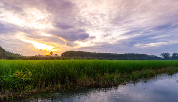 istock Green field rural countryside 1358784199