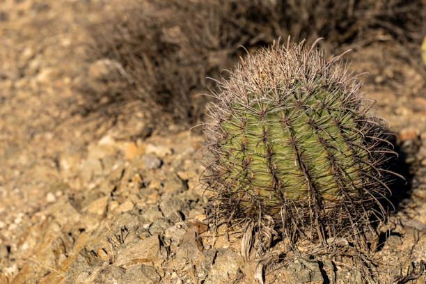 istock Small Barrel Cactus Leans Left With Copy Space To Left Side 1358784274