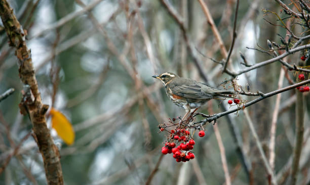 istock Redwing feeding on the winter rowan berries 1358784533