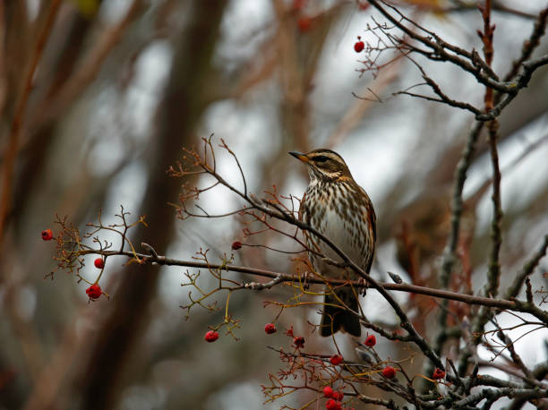 istock Redwing feeding on the winter rowan berries 1358784542