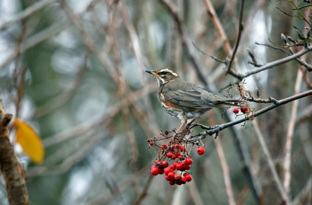 istock Redwing feeding on the winter rowan berries 1358784546