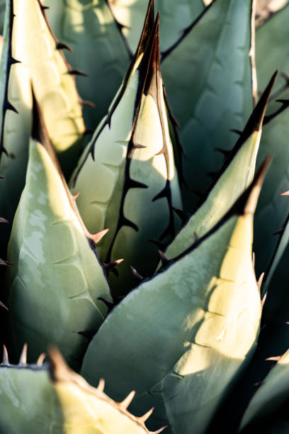 istock The Sharp Tips of Agave Havardiana 1358785693