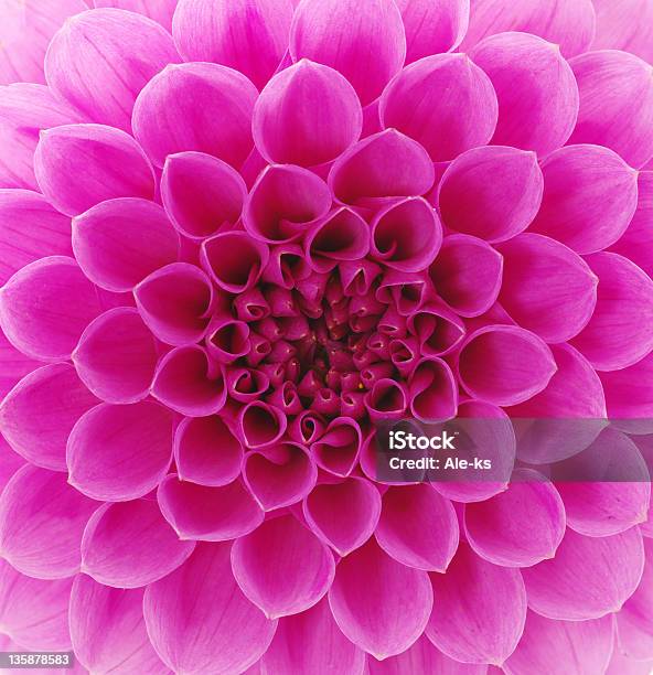 Abstract Petals Stock Photo - Download Image Now - Abstract, Beauty In Nature, Blossom