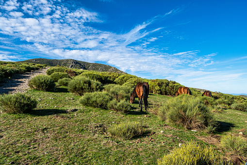 Landscape view with mountains and horses in Puerto de Honduras, Extremadura, Spain.