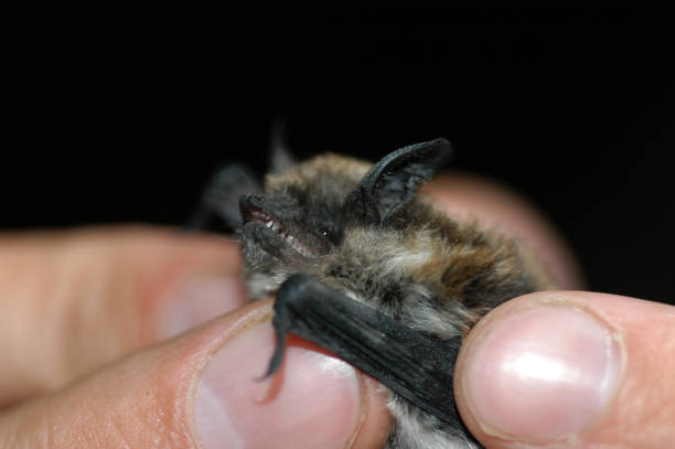 istock Chiropterologist holding and studying a bat 1358787665