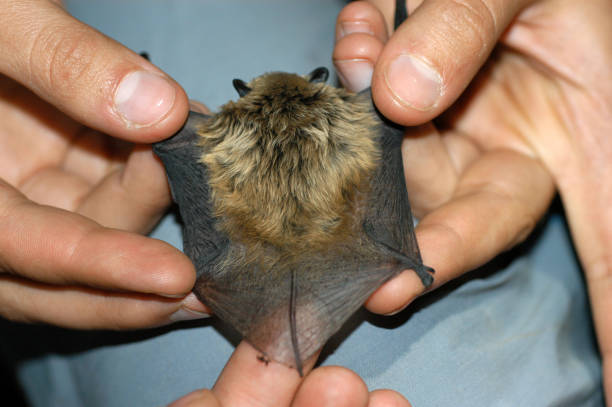 istock Chiropterologist holding and studying a bat 1358787666