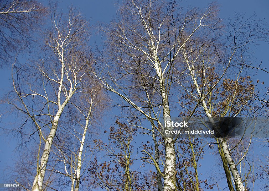 Salas Birch árboles - Foto de stock de Abedul libre de derechos