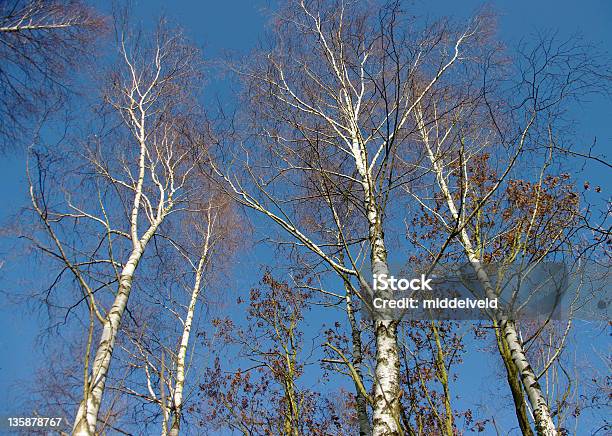 Salas Birch Árboles Foto de stock y más banco de imágenes de Abedul - Abedul, Aire libre, Azul