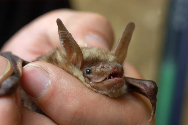 istock Chiropterologist holding and studying a bat 1358787681