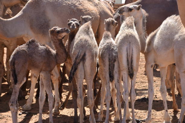 istock Group of a camels in Sudan 1358787792