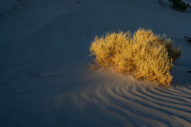 желтый куст светится в угасающем солнечном свете - death valley desert sunset shadow bush стоковые фото и изображения