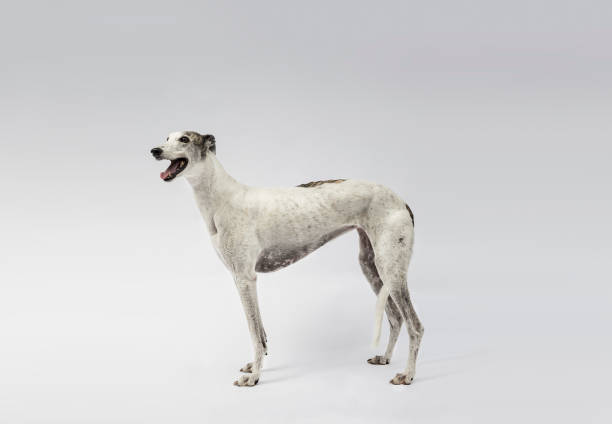グレイハウンド犬の肖像 - whippet ストックフォトと画像