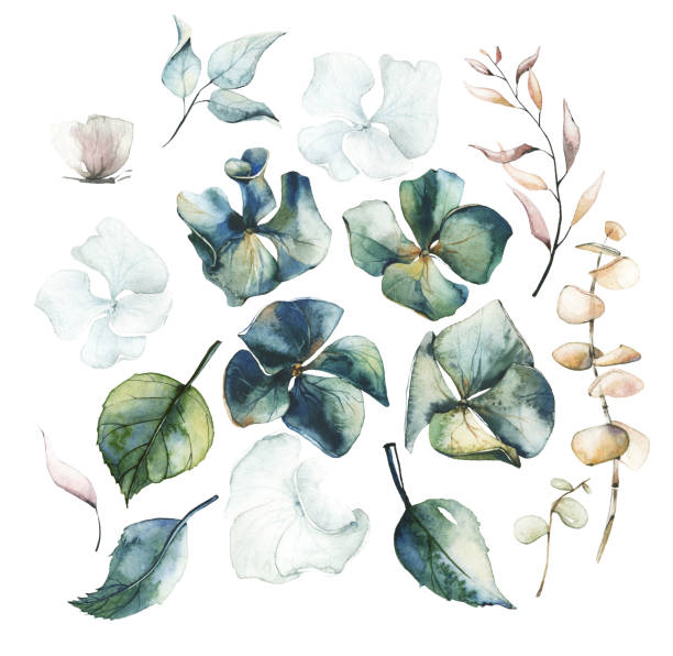 istock Watercolor painted floral set of dried flowers, hydrangea, leaves, branches, eucalyptus 1358791373