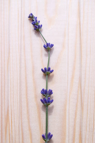 istock One sprig of lavender lying on a light wooden surface, vertical 1358791518