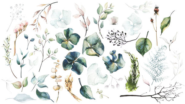 Watercolor painted floral set of dried flowers, hydrangea, leaves, fern, branches, eucalyptus. Watercolor painted floral set of dried flowers, hydrangea, leaves, fern, branches, eucalyptus etc. isolated on white background. fern texture stock illustrations