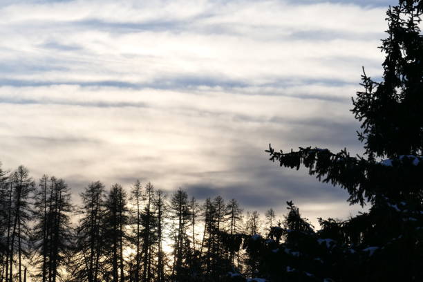 Larch trees against a backdrop of clouds, Valberg, Alpes-Maritimes