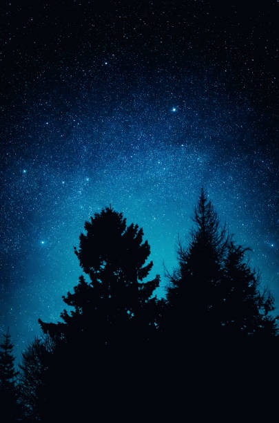 Photo of Winter wonder starry sky