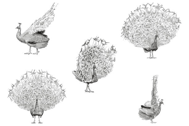 Vector drawings of a peacock Set of five old style illustrations of a standing peacock peacock stock illustrations